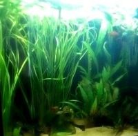 Aquarium Pflanzenset XL Tropisch Berlin - Pankow Vorschau