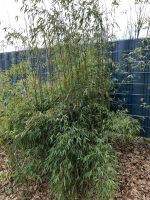 Wunderschöne, riesige Bambuspflanzen, 2m & größer Niedersachsen - Sittensen Vorschau