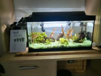 Aquarium 60 x 30 cm komplett Nürnberg (Mittelfr) - Aussenstadt-Sued Vorschau