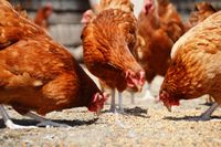 Geflügelfutter-Mischung für gesunde und vitale Hühner Baden-Württemberg - Keltern Vorschau