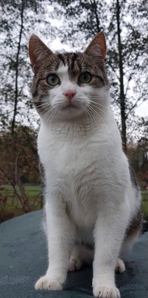 Kater Mio wird vermisst in Rangsdorf