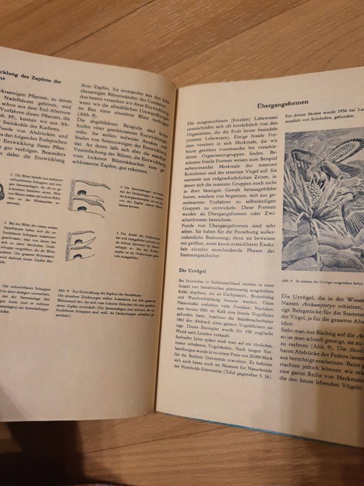 Buch Lehrbuch der Biologie Entwicklung der Organismen 1968 in Halle