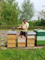 Bienenkönigin F1 Bienen Königin Weisel begattet 2024 Herzogtum Lauenburg - Wentorf Vorschau