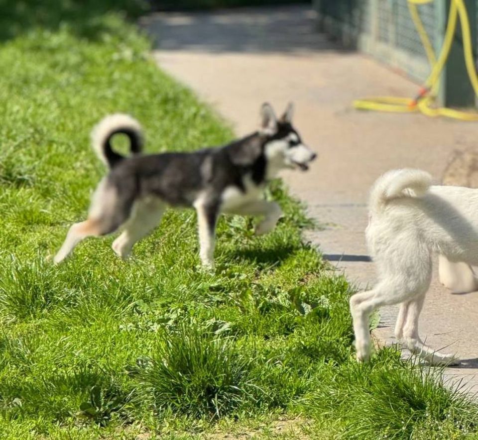 JANNIK + ALMA  -  freundliche, verspielte Junghunde in Reinsfeld