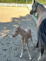 Reitponyfohlen Baden-Württemberg - Starzach Vorschau