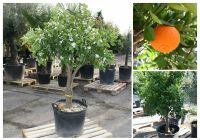 Mandarinenbaum, Mandarine, Citrus reticulata, essbare Früchte Nordrhein-Westfalen - Willich Vorschau