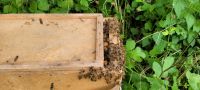 Bienen Ableger Soest Nordrhein-Westfalen - Soest Vorschau