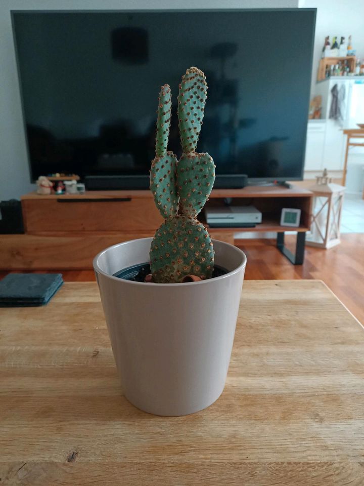 Kaktus Pflanze m. Übertopf Soendgen 15cm als Geschenk/Mitbringsel in Berglen