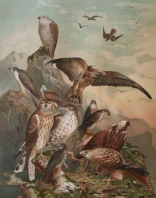 Lithographie Greifvögel Raubvögel Falke Bussard Habicht Sperber in Berlin