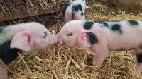 Ferkel Läufer Bunte Bentheimer Schweine aus Herdbuchzucht Rheinland-Pfalz - Neu-Bamberg Vorschau