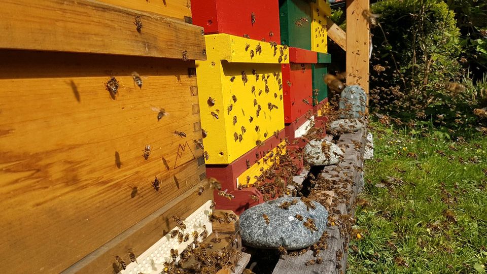 Bienen Ableger Zander Dadant Imker Imkerei in Frasdorf