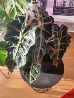 Alocasia Amazonica Polly Rhizome Bayern - Roding Vorschau