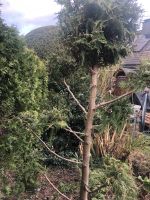 Dekorative Zypresse Thuja mit Formschnitt (Kugeln) Solitärpflanze Nordrhein-Westfalen - Hiddenhausen Vorschau