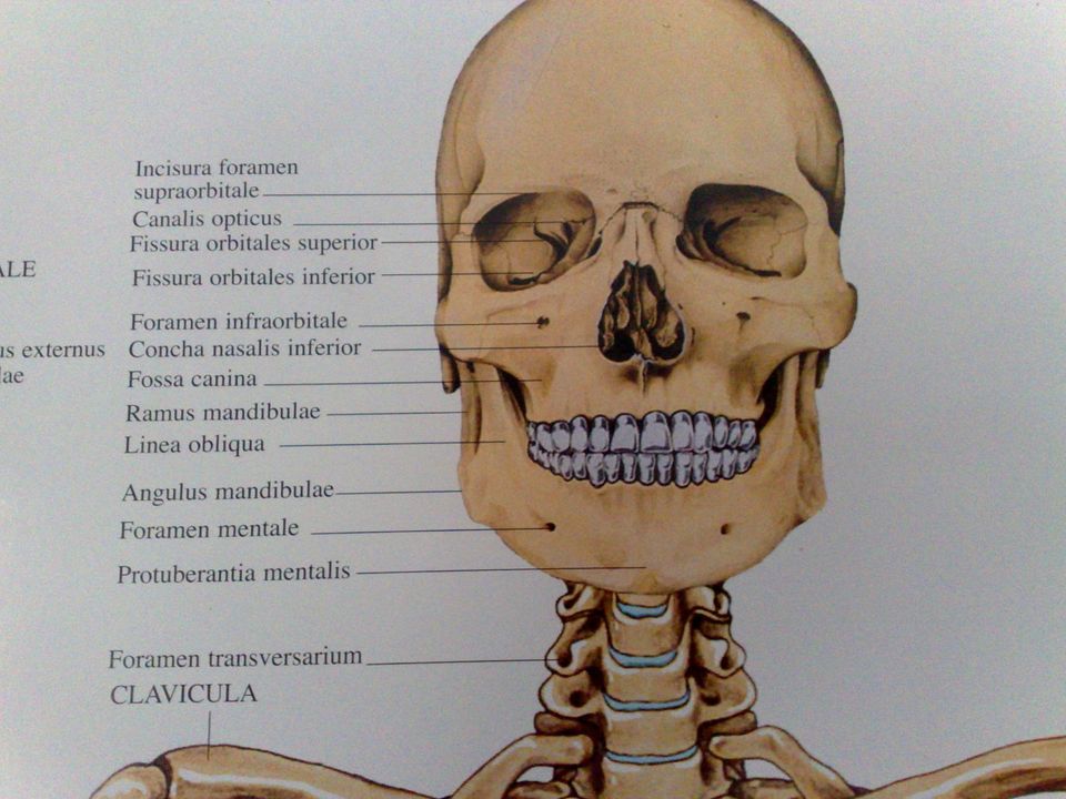 Anatomiekarte von Rüdiger Anatomie - Skelett in Hamburg