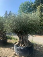 Olea Europaea hojiblanca(Olivenbaum)Bonsai ab80/100cm Stammumfang Nordrhein-Westfalen - Recklinghausen Vorschau