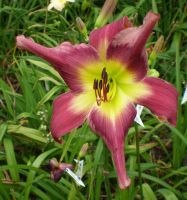 Hemerocallis Taglilie " Kinky Reggae " Superfarbe EF Köln - Merkenich Vorschau