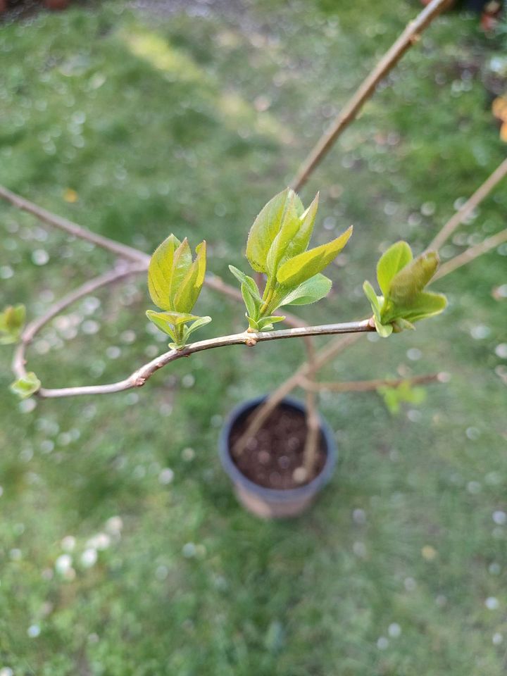 Garten Pflanze Flieder Lila in Mönchengladbach