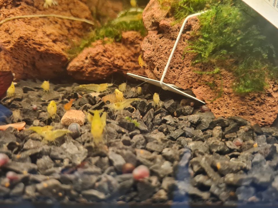 Yellow Fire Garnele 3,00€* 'Neocardina davidi' Aquarium Süßwasser in Püttlingen