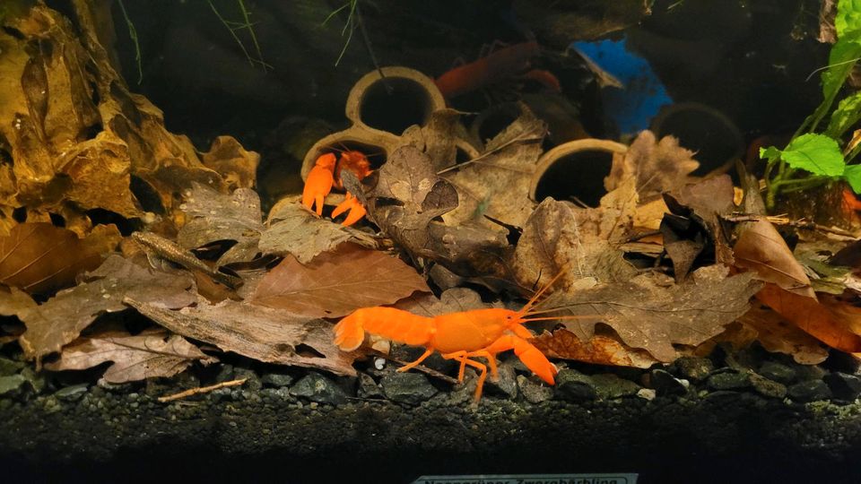 Cherax snowden "Irianto Red" in Weil am Rhein