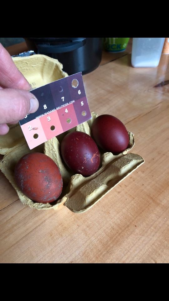 Bruteier marans schwarz Kupfer in Neu Zauche