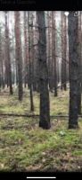 Wald waldgrundstück Gesucht Essen - Stoppenberg Vorschau