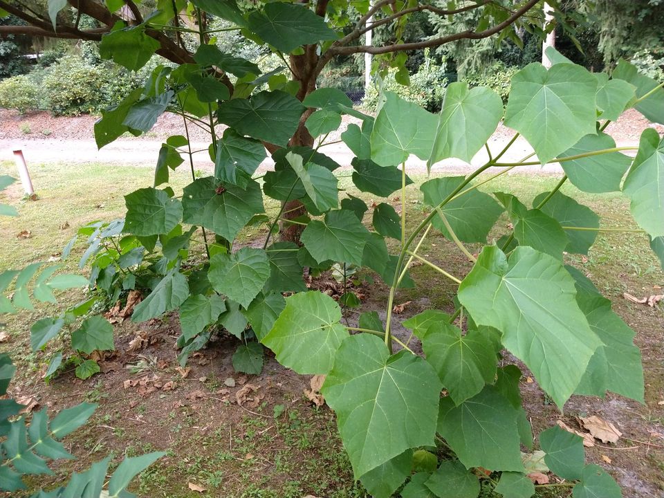 Blauglockenbaum Paulownia fortunei 'Fast Blue', 1jährig Ableger in Wildeshausen