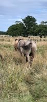 Koniks (Hengste) aus Beweidungsprojekt Geltinger Birk Schleswig-Holstein - Eckernförde Vorschau