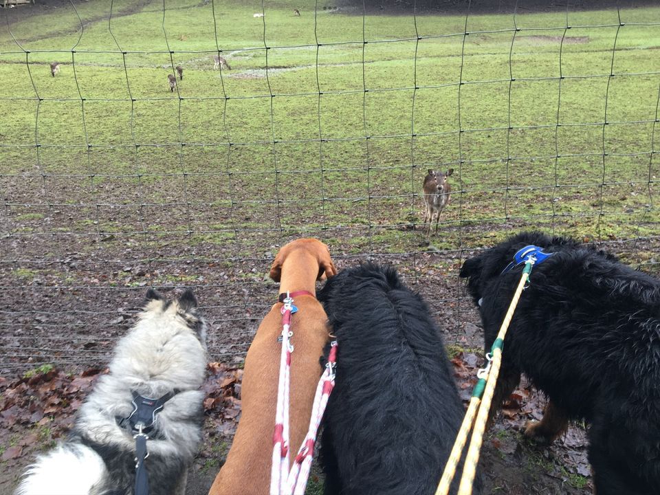 Hundepension, Hundebetreuung ca. 1 Fahrstunde von Frankfurt in Frankfurt am Main