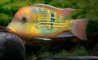 Geophagus sp. "Alto Sinu" Brandenburg - Hoppegarten Vorschau