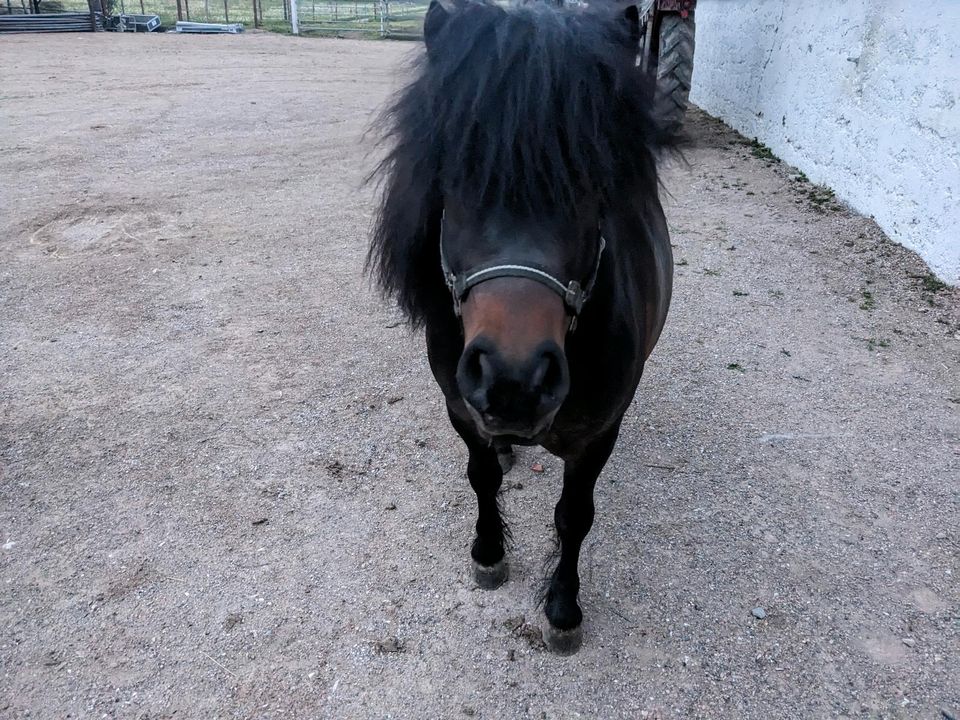 Reitbeteiligung für unseren Shetty Hengst in Kempten