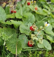 Wald Erdbeeren  Bodendecker Himbeeren Nordrhein-Westfalen - Lippstadt Vorschau