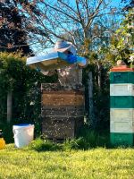 Imkerei zu verkaufen Bienenvölker Buckfast Dadant US Holzbeuten Kreis Pinneberg - Tornesch Vorschau
