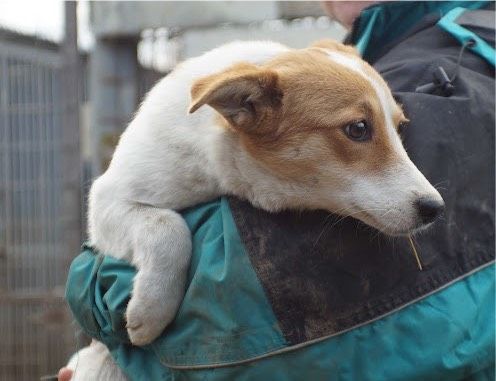 Nala Mischling Hündin in Obersinn