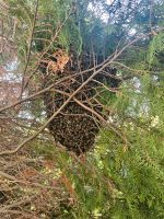 Bienenschwarm Brandenburg - Heideblick-Beesdau Vorschau