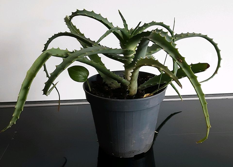 Aloe Vera Pflanze in Wittlich