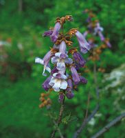 Paulownia tomentosa Blauglockenbaum im Topf 2 jährig Nordrhein-Westfalen - Simmerath Vorschau