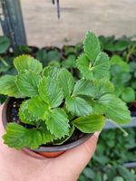 Erdbeeren sehr ertragreich 70 Cent pro Pflanze Thüringen - Aspach Vorschau
