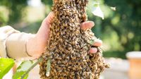 Imker Bienen Bienenschwarm Schwärme Schwarm Bayern - Dietersburg Vorschau