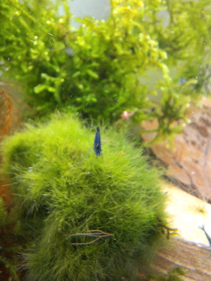 Caridina davidi Blue dream in Metzingen