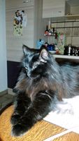 Sichtungsbelohnung! Vermisst !! Schwarze Maine Coon - Katze Niedersachsen - Uelzen Vorschau