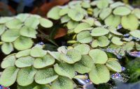 Büschelfarn Schwimmpflanze Teichpflanze Aquarienpflanze Nordrhein-Westfalen - Bünde Vorschau
