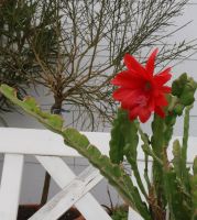 Blattkaktus Epiphyllum rot blühend sehr selten Bayern - Uffing Vorschau