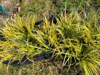 Ziergras zwergkalmus Blauschwingelgras mehrjährig Garten Staude Hessen - Petersberg Vorschau