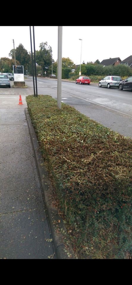 Hecke schneiden Gartenhilfe Kreise Heinsberg Aachen Düren Jülich in Geilenkirchen