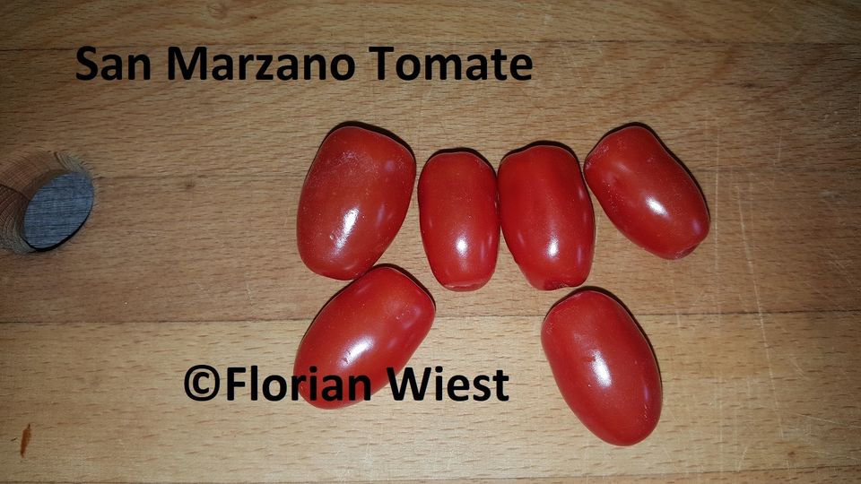 Tomaten - Fleischtomaten, Salattomaten und  Coktailtomaten Samen in Freital