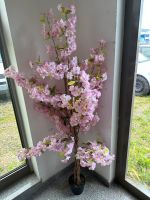 Kirschbaum Weiß Rosa Blüte  H170cm Niedersachsen - Langenhagen Vorschau