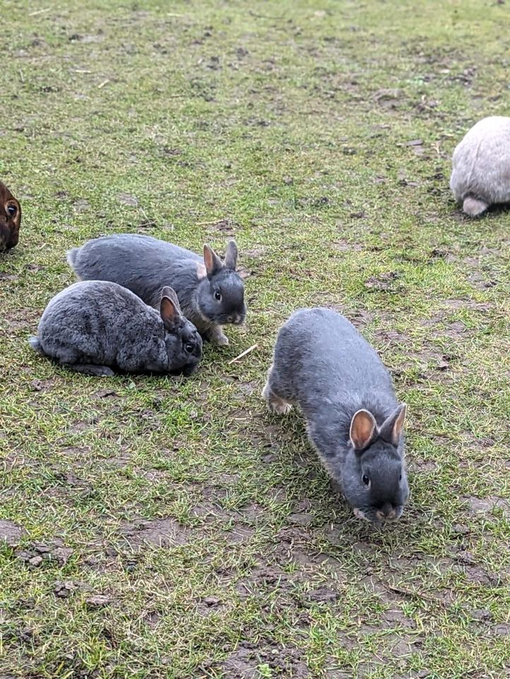 Zwergkaninchen zwergrex geimpft in Siershahn