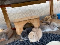 Mini Lop Kaninchen abzugeben Hessen - Wanfried Vorschau