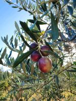 NATIVES OLIVENÖL EXTRA | UNGESPRITZT | EIGENE BÄUME | KROATIEN Baden-Württemberg - Kehl Vorschau