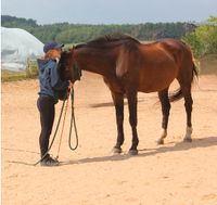 Natural Horsemanship - Pferd und Mensch - Video Coaching Hessen - Wetzlar Vorschau